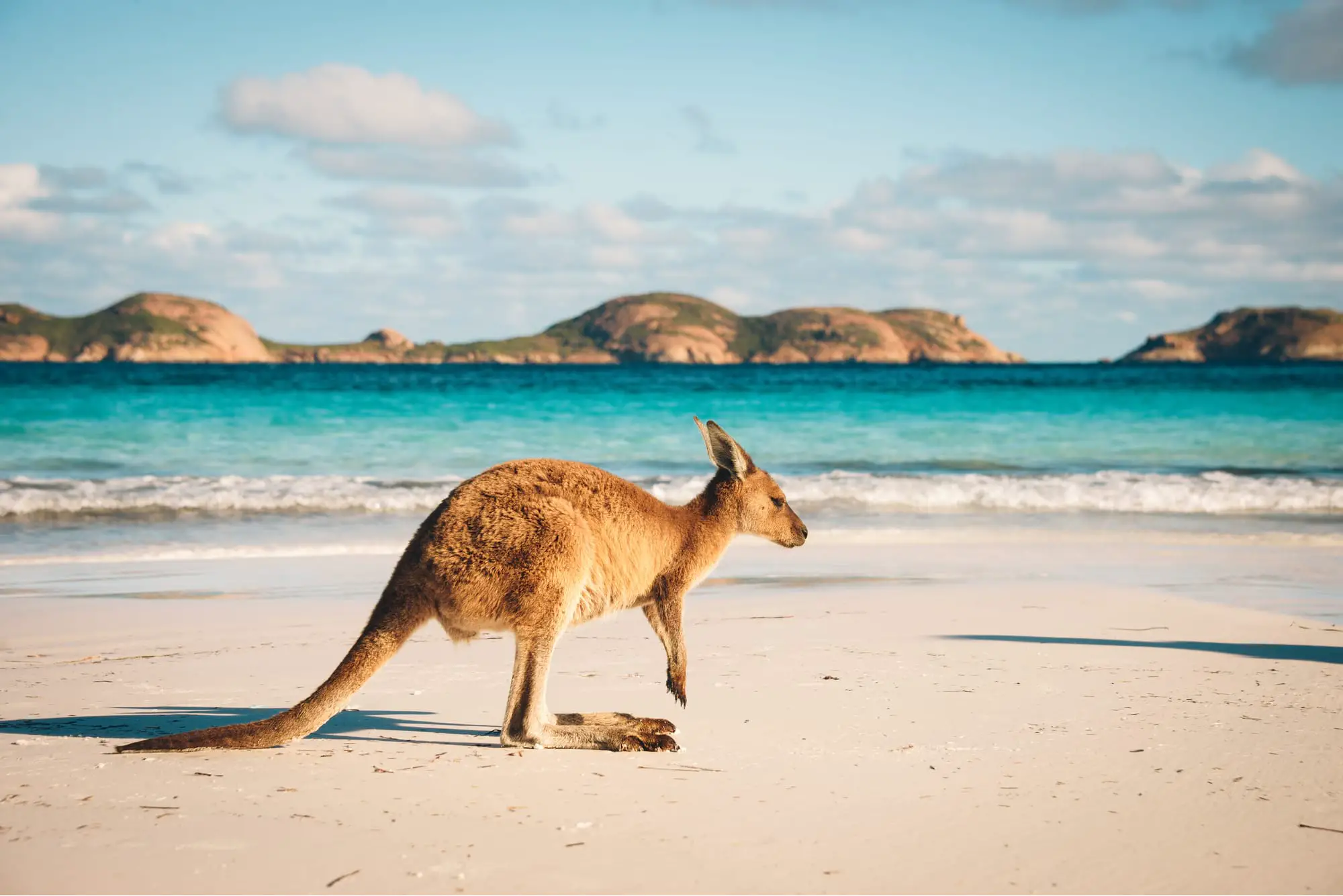 A kangaroo on an australian beach with blue