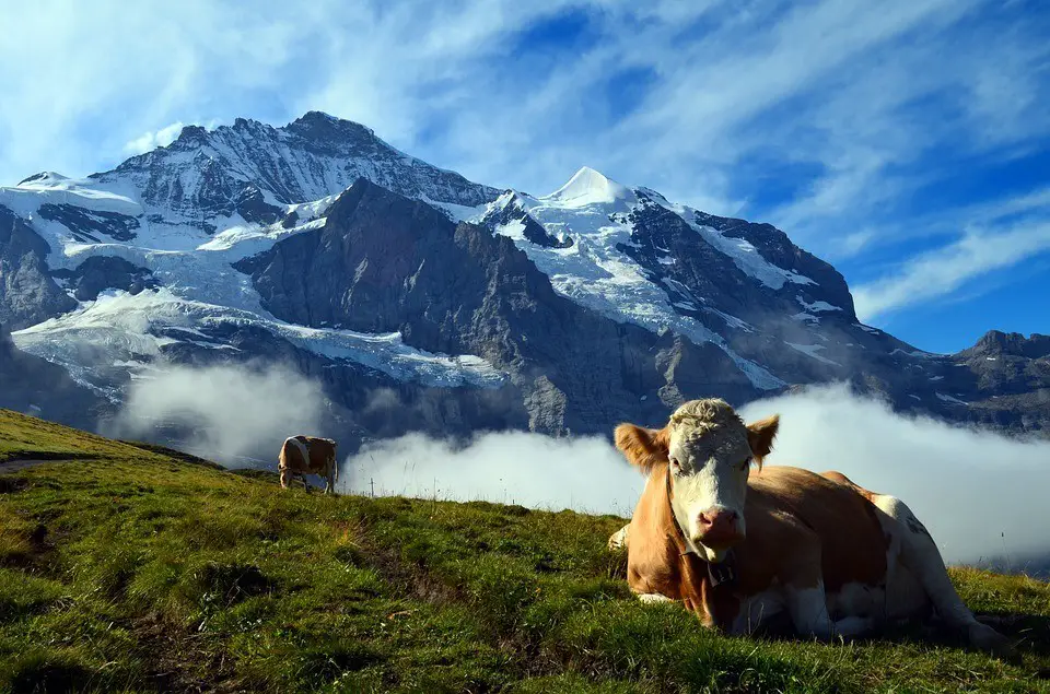 cow in the swiss alpine