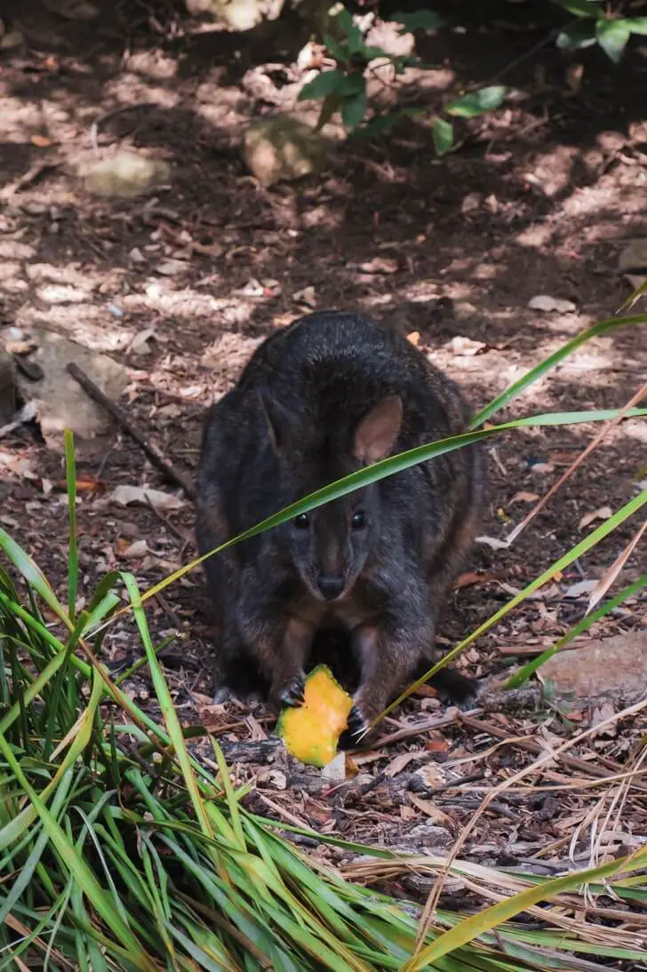 A pademelon at Cataract Gorge in Launceston - famous place to visit in Tasmania