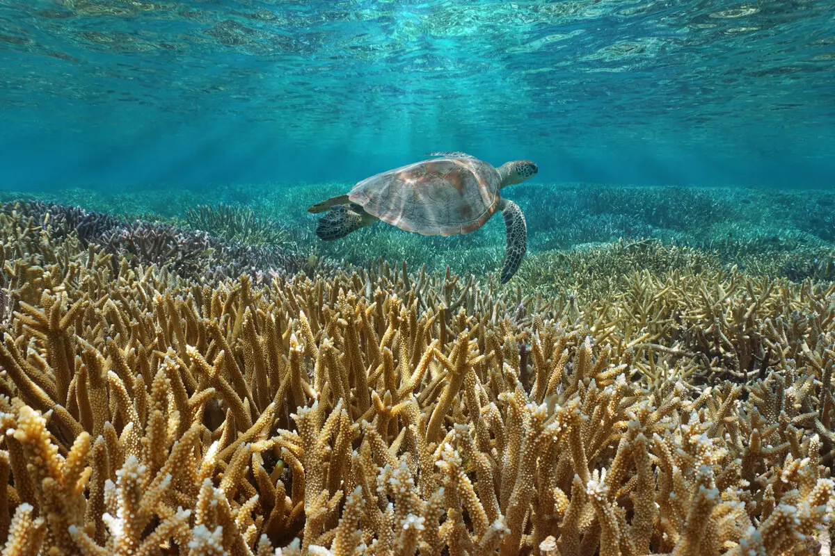 Sea turtle swimming underwater in the Oceania region.