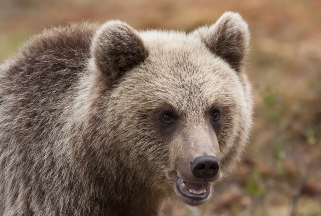 Spotting bears in Slovenia