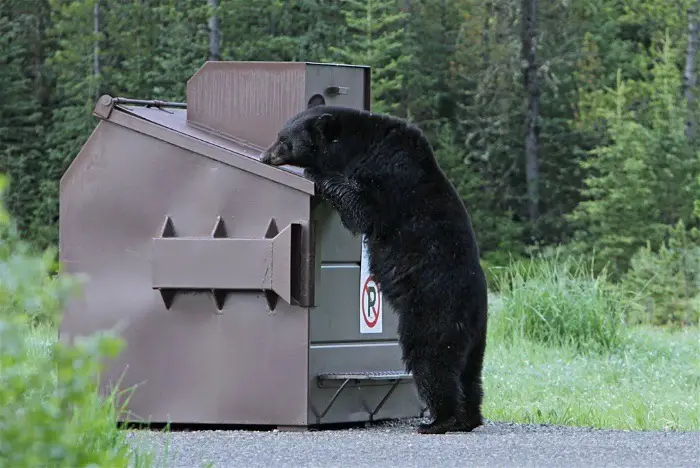 A budget backpacking bear dumpster diving for its meal