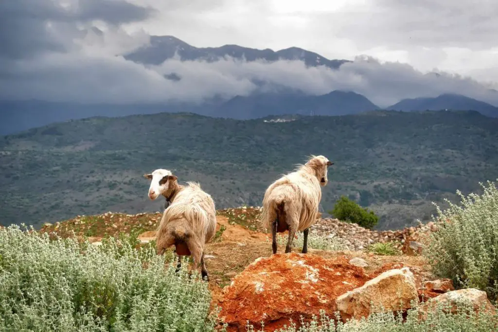 Goats on a mountain lookout in Crete