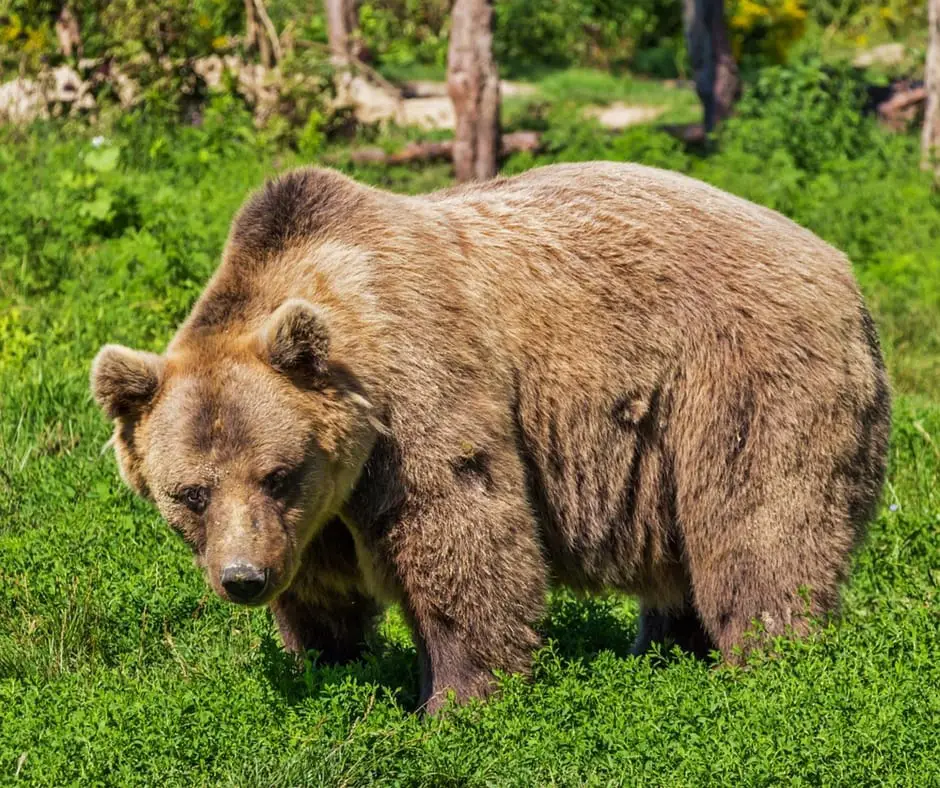 spotting Bears in Slovenia