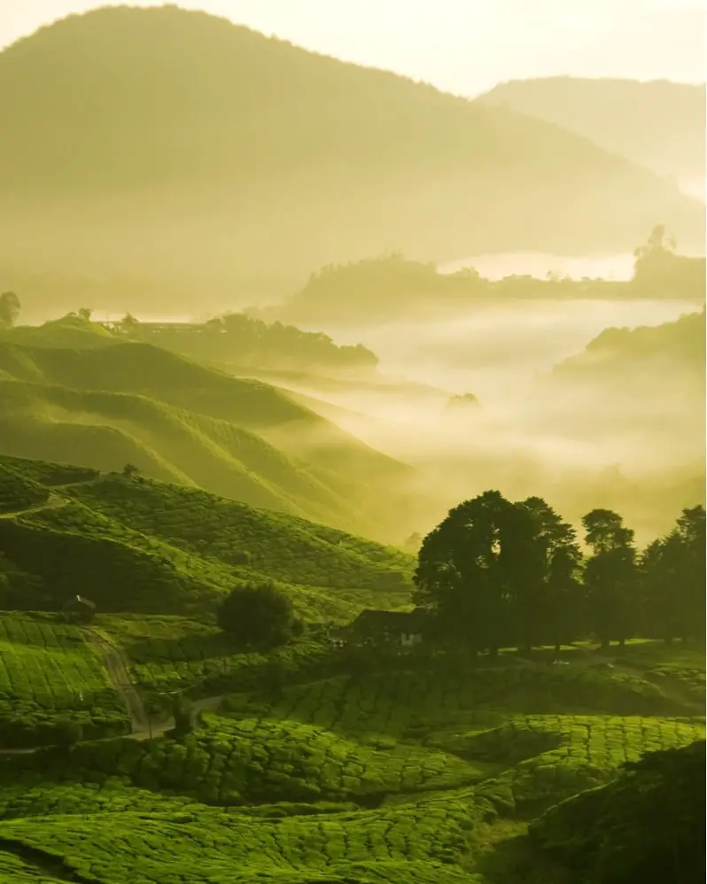 malaysia tea plantations
