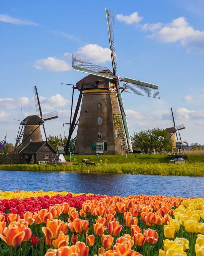 dutch windmills and tulips in the netherlands