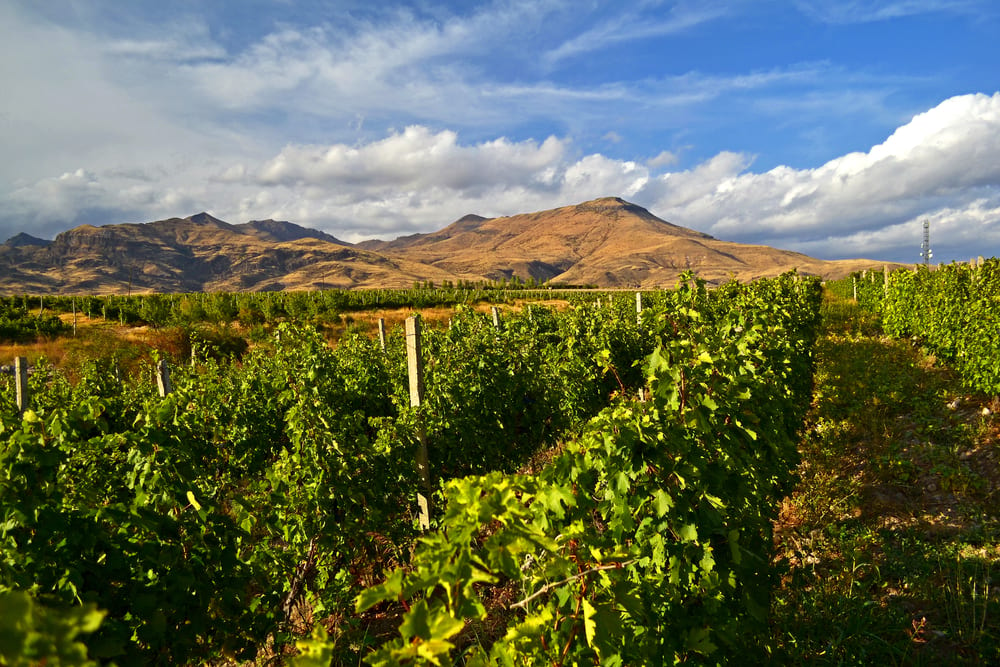 vineyard with a mountain on the background