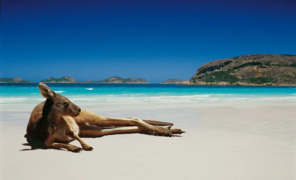 Kangaroo relaxing on Australia beach